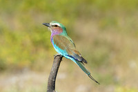 Lilac-breasted roller