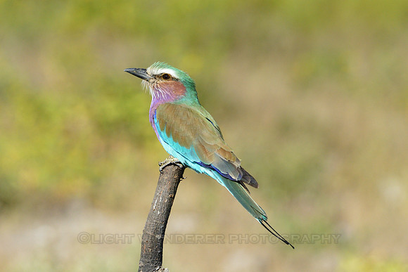 Lilac-breasted roller