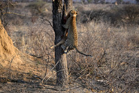 Leopard dragging antelope up in a tree
