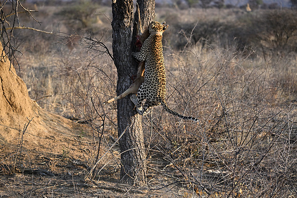 Leopard dragging antelope up in a tree