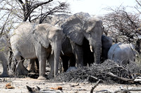 Elephants of Etosha