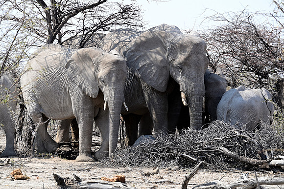 Elephant in bush