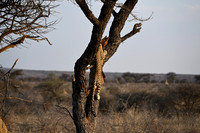 Leopard dragging kill up in tree