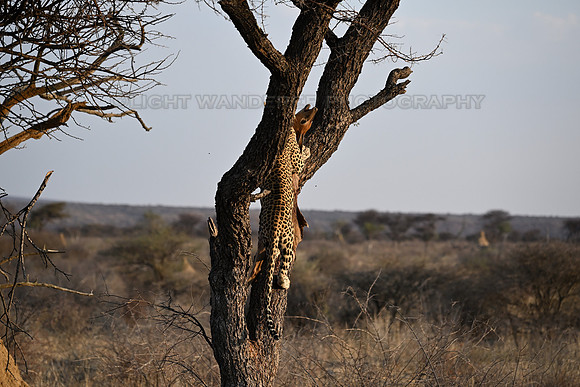 Leopard dragging kill up in tree