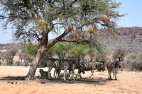 Zebras in shade