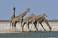 Giraffes of Etosha