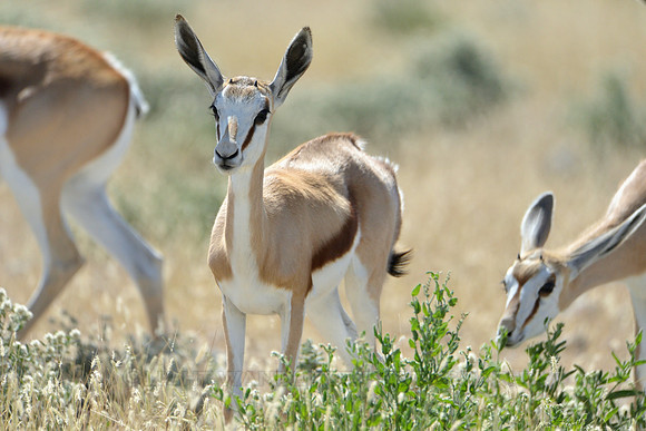 Springbok
