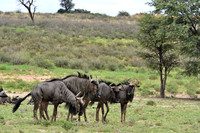 Blue wildebeest