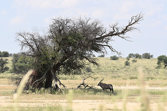 Gemsbok