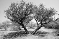 Tree with shadow on the ground