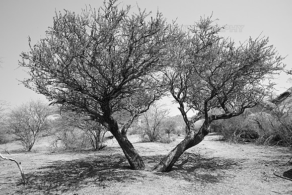 Tree with shadow on the ground