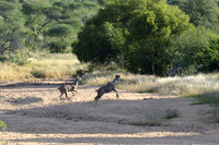 Kudu antelope