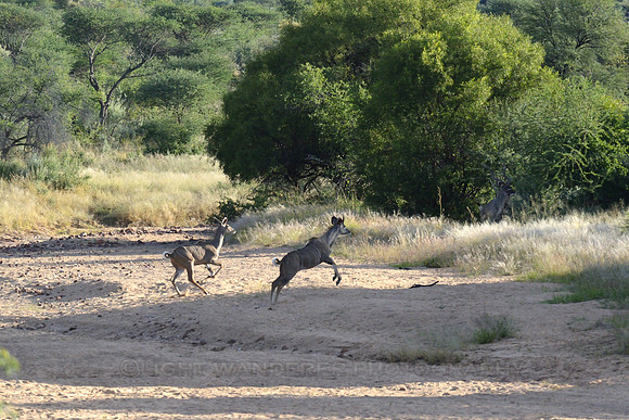 Kudu antelope