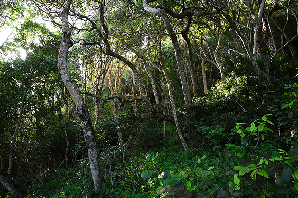 Coastal vegetation