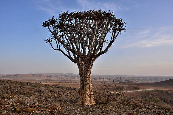 Quiver tree or Kokerboom in Afrikaans