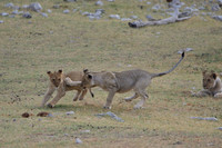 Lion cubs playing