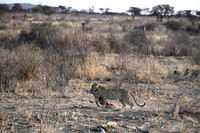 Leopards dragging a kill