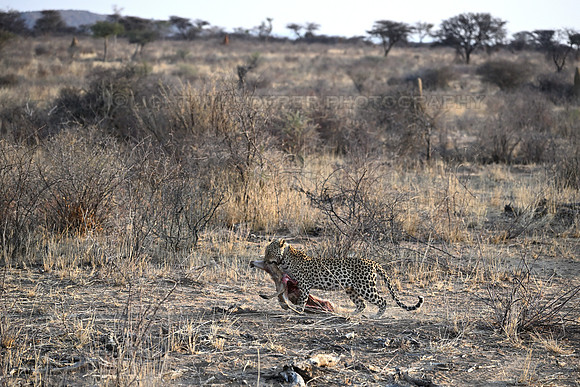 Leopards dragging a kill
