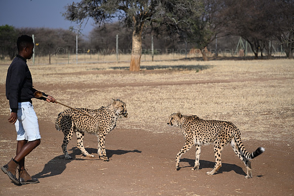 Cheetahs and caretaker