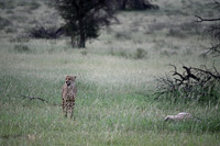 Cheetah with a kill