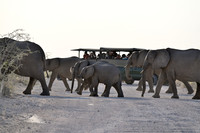 Elephants crossing road