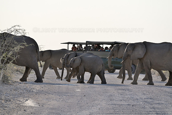 Elephants crossing road