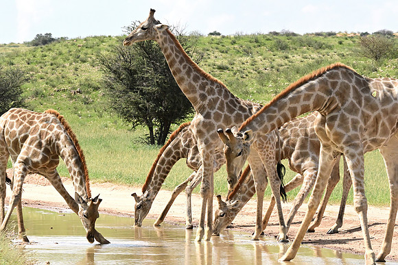 Giraffes