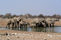 Group of elephants