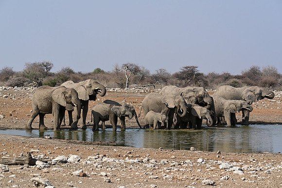 Group of elephants