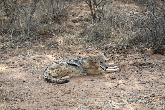 Jackal