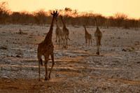 Giraffe at sunset time