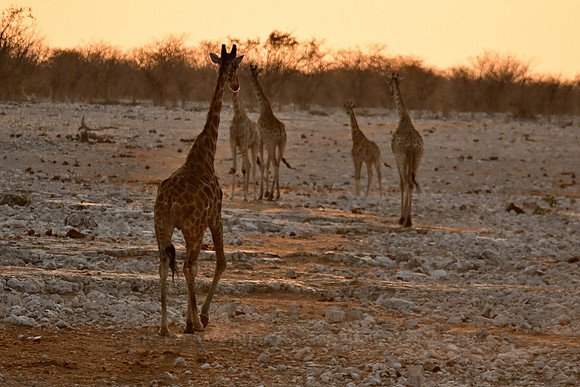 Giraffe at sunset time