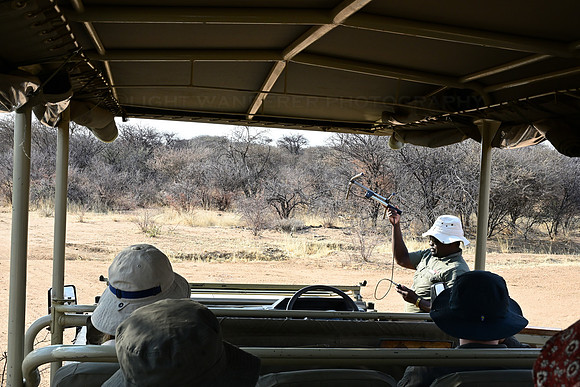 Tracking leopard