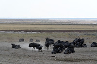 Blue wildebeest