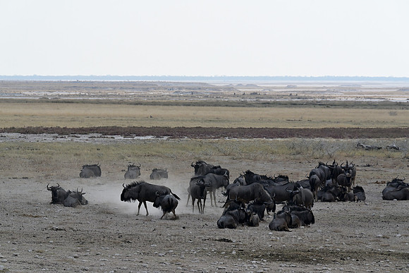 Blue wildebeest