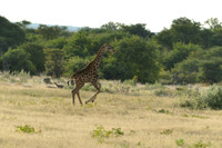 Young giraffe