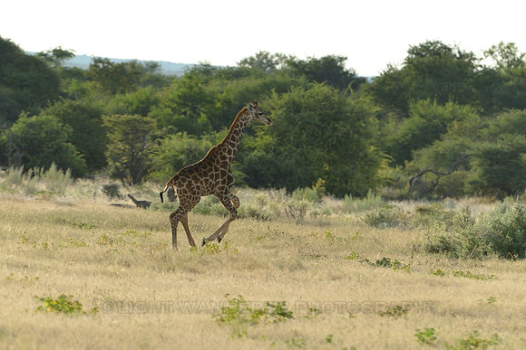 Young giraffe