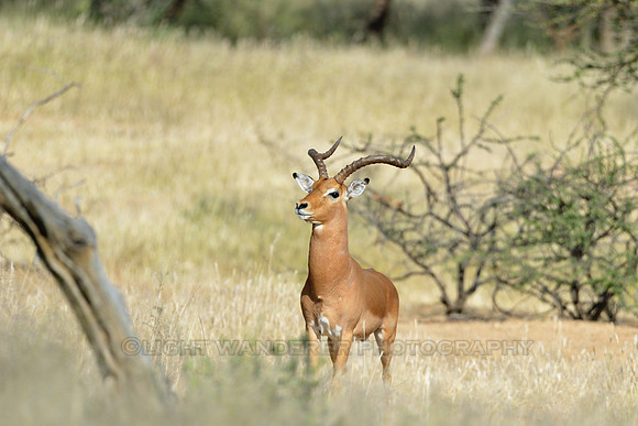 Male Impala antelope