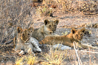 Lion cubs