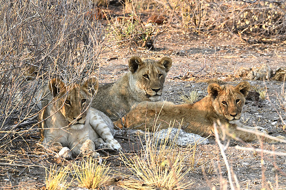Lion cubs