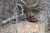 Young leopard eating