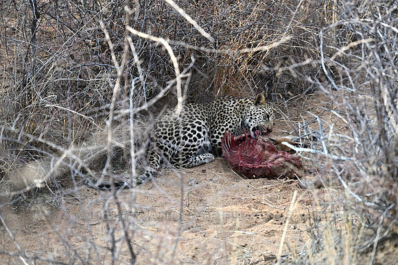 Young leopard eating