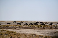 Blue wildebeest