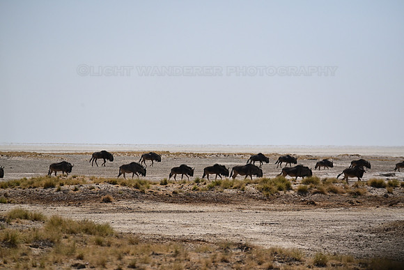 Blue wildebeest