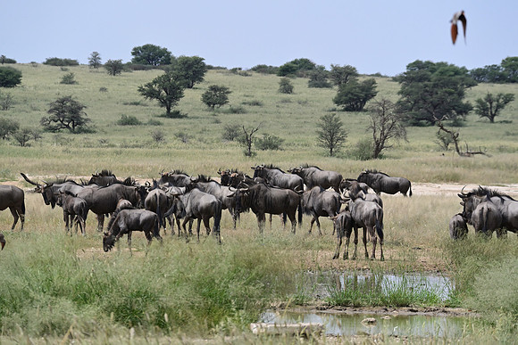 Blue wildebeest
