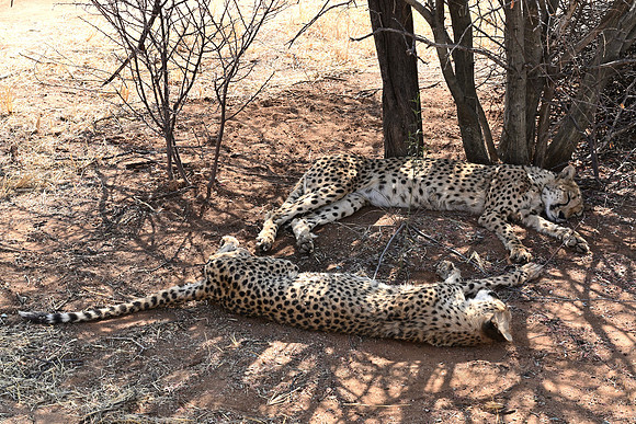 Cheetahs sleeping in shade of a tree