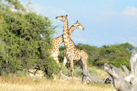 Giraffe's mating season battle #1
