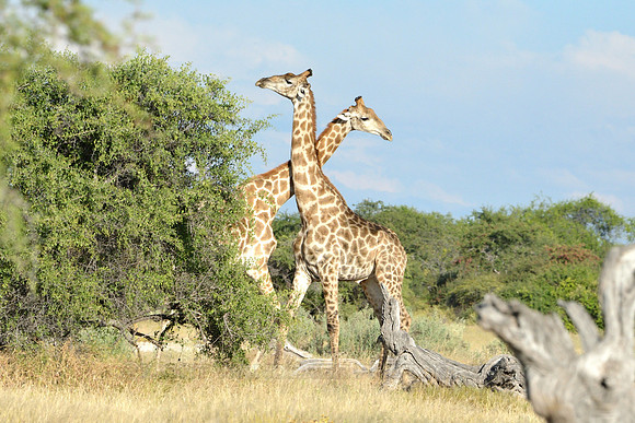Giraffe's mating season battle #1