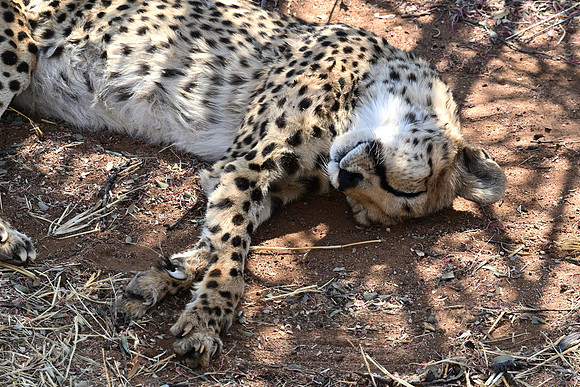 Cheetah resting