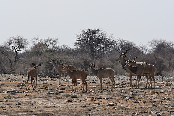 Kudu